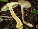 Tricholomopsis rutilans image