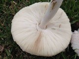 Leucoagaricus barssii image