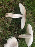 Leucoagaricus barssii image