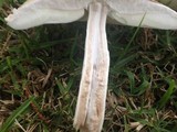 Leucoagaricus barssii image