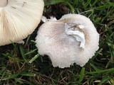 Leucoagaricus barssii image