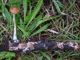 Psilocybe azurescens image