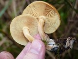 Gymnopilus sapineus image