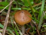 Psilocybe azurescens image