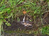 Psilocybe azurescens image