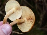 Gymnopilus sapineus image