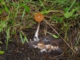 Psilocybe azurescens image
