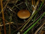 Psilocybe azurescens image