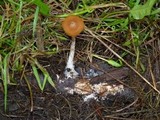 Psilocybe azurescens image