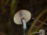 Psilocybe azurescens image