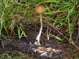 Psilocybe azurescens image
