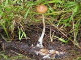 Psilocybe azurescens image