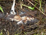 Psilocybe azurescens image