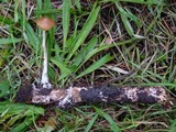 Psilocybe azurescens image