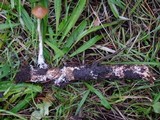 Psilocybe azurescens image