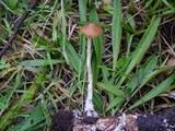 Psilocybe azurescens image