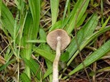 Psilocybe azurescens image