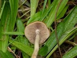 Psilocybe azurescens image