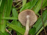 Psilocybe azurescens image