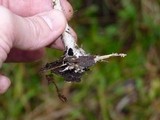 Psilocybe azurescens image