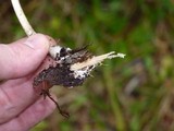 Psilocybe azurescens image