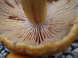 Cortinarius corrugatus image