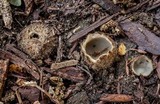 Geopora arenicola image