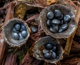 Cyathus stercoreus image