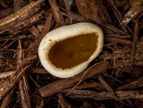 Peziza micropus image