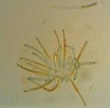 Peziza micropus image