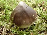 Amanita pachycolea image