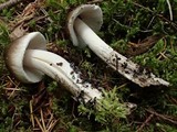 Amanita pachycolea image