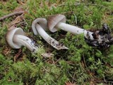 Amanita pachycolea image
