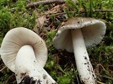 Amanita pachycolea image