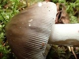 Amanita pachycolea image