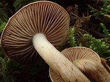Hebeloma sordescens image