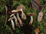 Hebeloma sordescens image