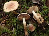 Hebeloma sordescens image