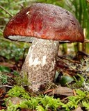 Leccinum manzanitae image