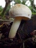 Tricholoma inamoenum image