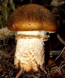 Tricholoma focale image