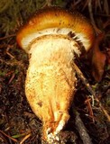 Tricholoma focale image