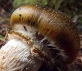Tricholoma focale image