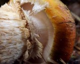 Tricholoma focale image