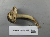 Inocybe albodisca image