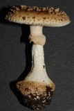 Amanita australis image