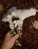 Albatrellus flettii image
