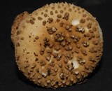 Amanita australis image