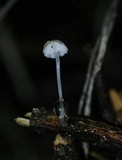 Roridomyces roridus image