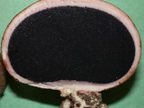 Scleroderma cepa image